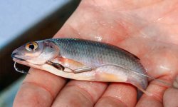 Как насадить живца на крючок для щуки