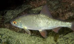 Сорога рыба: фото, на что клюет