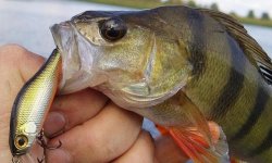 Воблеры на окуня: 10 лучших, самый уловистый воблер