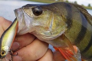 Воблеры на окуня: 10 лучших, самый уловистый воблер