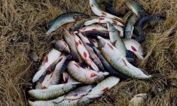 Рыбалка Гродно: прогноз клева, отчеты о рыбалке