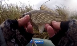 Ловля карася в октябре: на что ловить, как ловить, прикормка