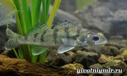 Берш рыба: фото, википедия, описание