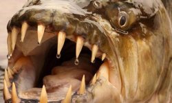 Тигровая рыба голиаф: фото, википедия