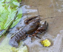 Какие раколовки разрешены в России: можо ли ловить раков, штраф, сезон раков в России, запрет на ловлю, правила ловли