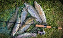 Снасть на форель: монтаж, как собрать спининг