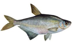 Синец рыба: фото, описание, википедия