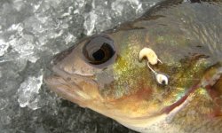 Как насаживать опарыша на крючок