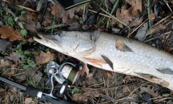 Щука осенью: ловля в сентябре, где искать щуку, повадки, прикормка, активность, в какую погоду лучше ловить