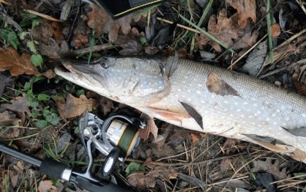 Щука осенью: ловля в сентябре, где искать щуку, повадки, прикормка, активность, в какую погоду лучше ловить