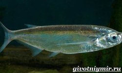 Чехонь рыба: фото, википедия, описание, где водится