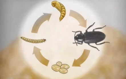 Мучной червь: разведение в домашних условиях