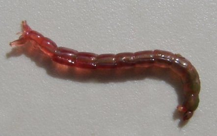 Как хранить мотыля в домашних условиях