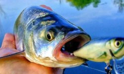 Воблеры на жереха: лучшие воблеры