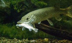 Щука: фото, как выглядит, виды, описание