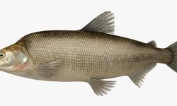 Белорыбица: фото, описание, как выглядит