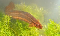 Вьюн рыба: описание, где водится, фото, как выглядит