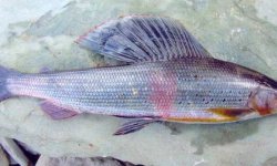 Ленок рыба: фото, описание, как выглядит