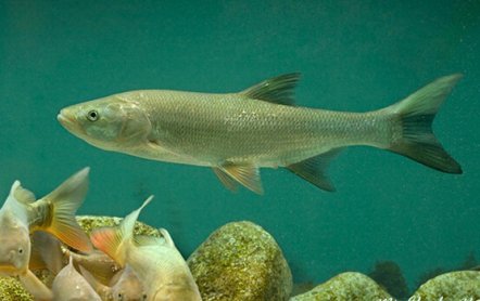 Жерех рыба: фото, как выглядит, википедия, где водится, описание