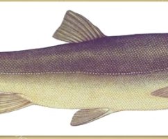 Рыба маринка: фото, википедия