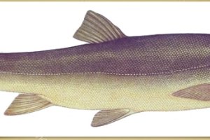 Рыба маринка: фото, википедия