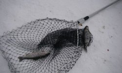 Стрелецкий ручей: Михайловская слобода, русфишинг, форум, платная рыбалка