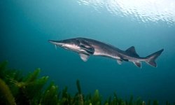 Стерлядь: фото, как выглядит, описание, википедия, где обитает