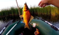 Прикормка для карася осенью: что любит карась, когда перестает клевать, лучшая наживка, на что ловится