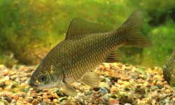 Карась: фото, как выглядит, чем питается, википедия, где обитает