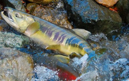 Кета рыба: фото, википедия, как выглядит, описание