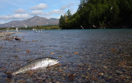 Рыбалка на Амуре: какая рыба водится