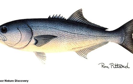 Луфарь Черноморский:фото, как ловить