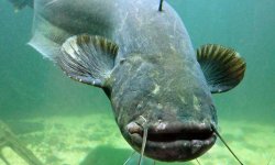 Сом рыба: фото, как выглядит, википедия, описание