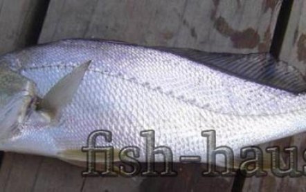 Сибас рыба: фото, википедия, морской волк, описание