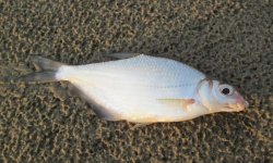 Сопа рыба: фото, википедия, описание