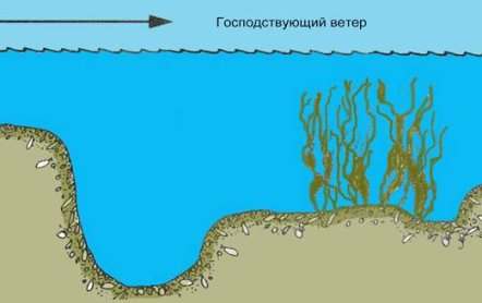 Рыбалка на сазана: на что ловить, когда клюет