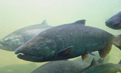 Чавыча рыба: фото, википедия, описание, как выглядит