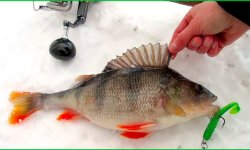 Как ловить на силиконовые приманки