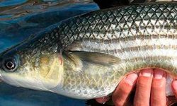 Снасть на пеленгаса: ловля, прикормка, на что клюет пеленгас