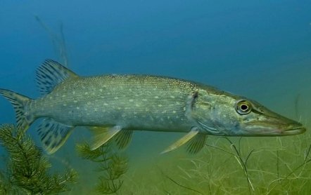 Ловля щуки в октябре на спиннинг: где искать щуку, на что ловить, как ловить, почему щука не клюет