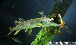 Щука обыкновенная: чем питается, где обитает, описание