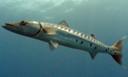 Барракуда рыба: фото, википедия