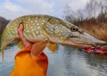 Когда клюет щука: в какое время лучше ловить, активность щуки по месяцам