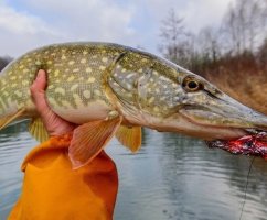 Когда клюет щука: в какое время лучше ловить, активность щуки по месяцам