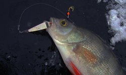 Блесна на окуня: лучшие вертушки, 10 лучших блесен