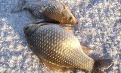 Зимняя рыбалка на карася: как ловить, видео