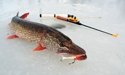 При каком давлении клюет щука