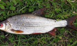 Ловля плотвы на поплавочную удочку: как правильно оснастить