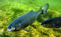 Белый амур: фото, как выглядит, описание