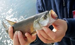 Ловля жереха на спиннинг: приманка,снасть